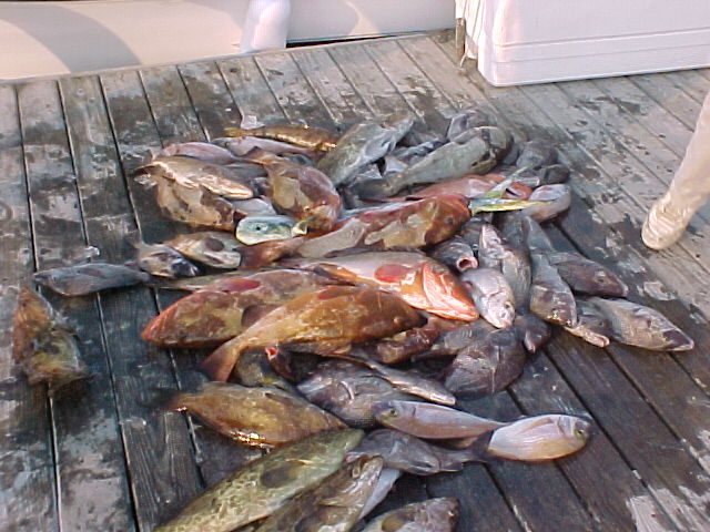 This pile of dead fish was recently described as "Smelling like the Liberal Party's portrayal of Jaymes Diaz's work history"