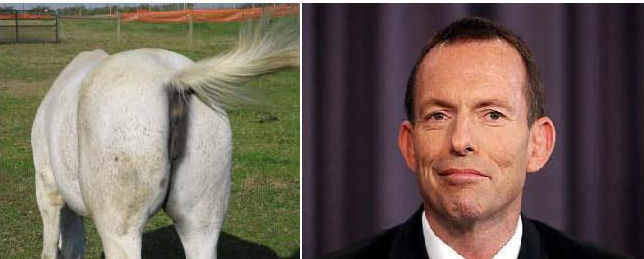 A donkey's ass and Tony Abbott - Can you spot the difference?