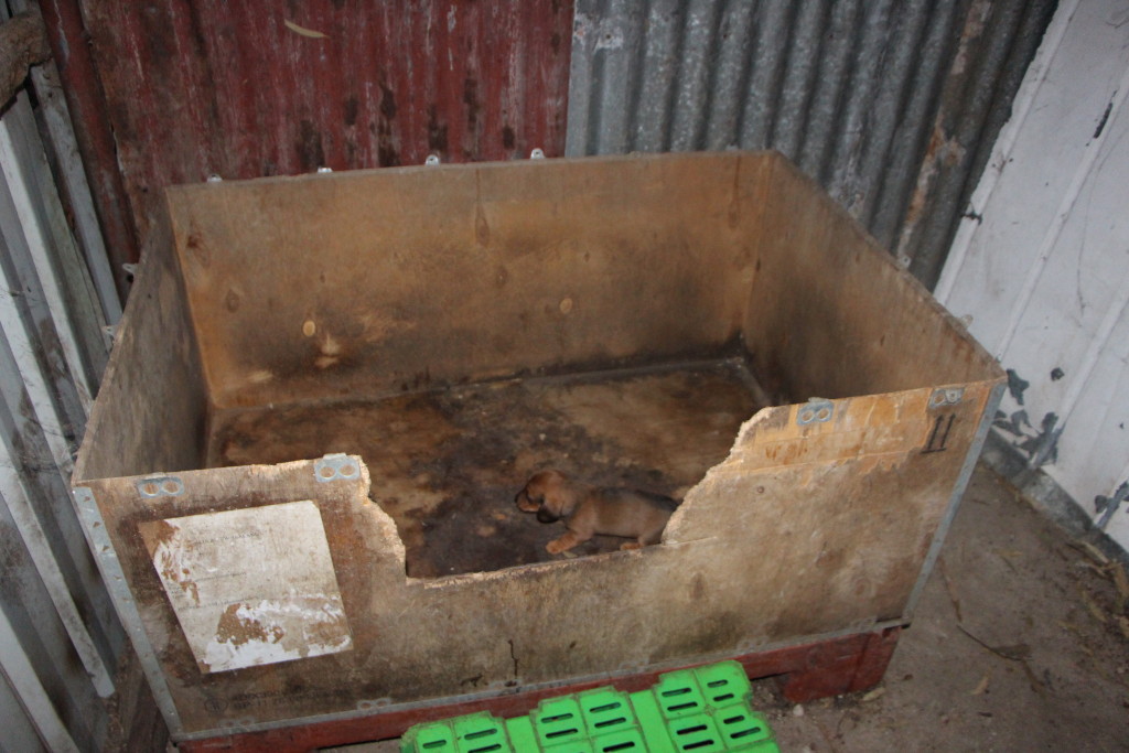 One example of disgraceful conditions at the Wyndham Puppy Factory Image - Oscars Law