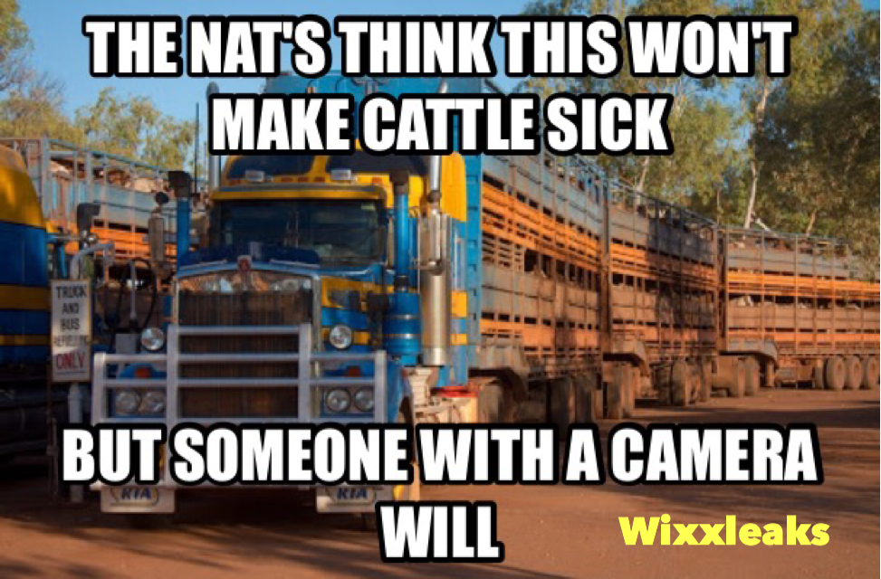 cattle truck