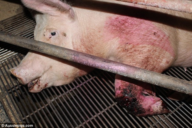 This treatment is apparently fine, it's taking a photo that is immoral... LNP logic Image - aussiepigs.com