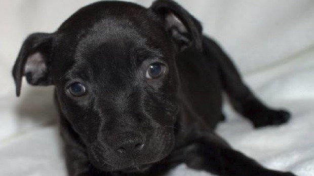 Torro, born in puppy factory, shipped across the country, sold in PIAA pet store, dead shortly afterwards. Image - Fairfax