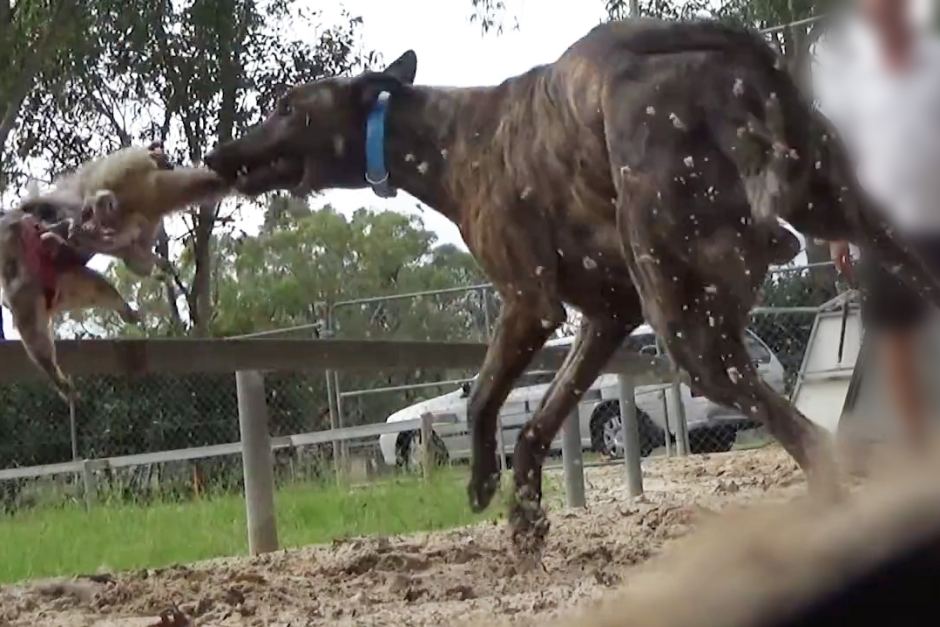 A greyhound tears a live possum apart at training Image - ABC
